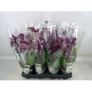 Phalaenopsis   ...lilac