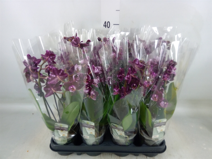 <h4>Phalaenopsis   ...lilac</h4>