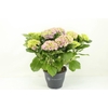 Hydrangea Macrophylla rose 10+, beperkt leverbaar