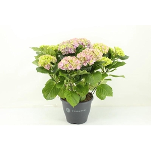 Hydrangea Macrophylla rose 10+, beperkt leverbaar