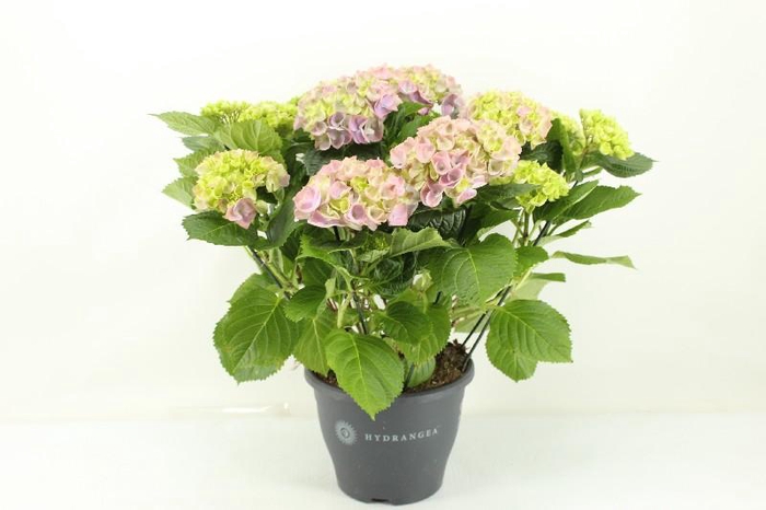 Hydrangea Macrophylla rose 10+, beperkt leverbaar