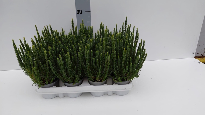 <h4>CALLU SKY VERONA</h4>