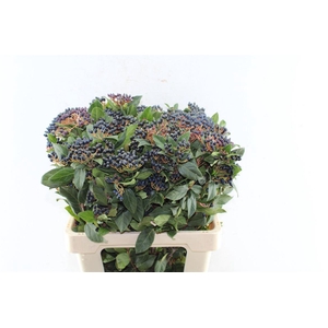 Viburnum Staalbes