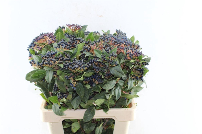 <h4>Viburnum Staalbes</h4>