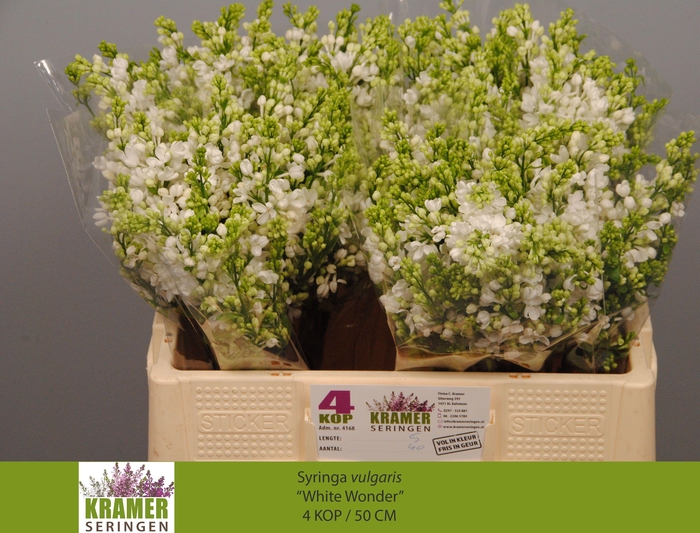 <h4>SYR VU WHITE WONDER</h4>