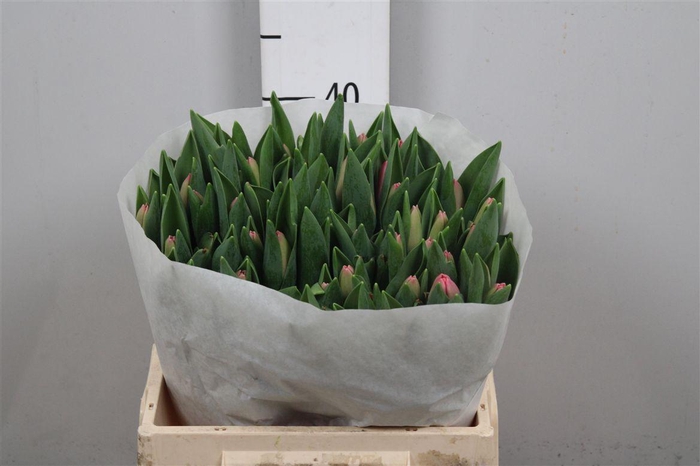 <h4>Tu En Tresor</h4>