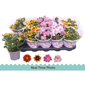 CHRYS GEM 2 KL BLOEM