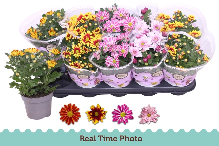 <h4>CHRYS GEM 2 KL BLOEM</h4>