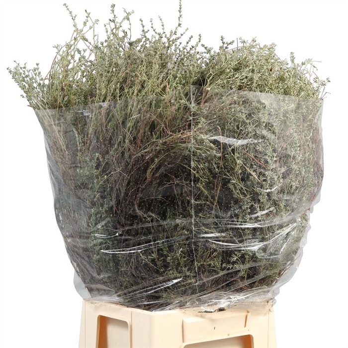 DECORATIEGROEN OV BS