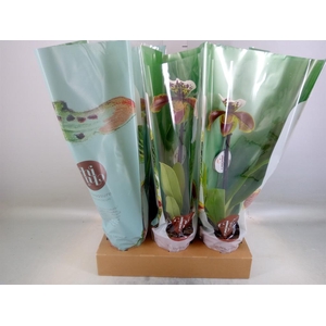 Paphiopedilum  'Amerikaanse hybrid'