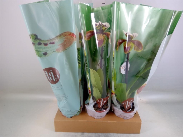 <h4>Paphiopedilum  'Amerikaanse hybrid'</h4>