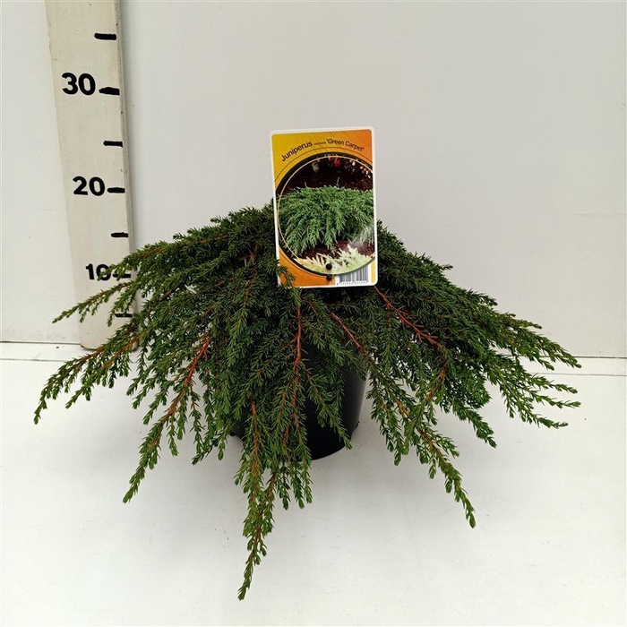 <h4>Juniperus communis Green Carpet</h4>