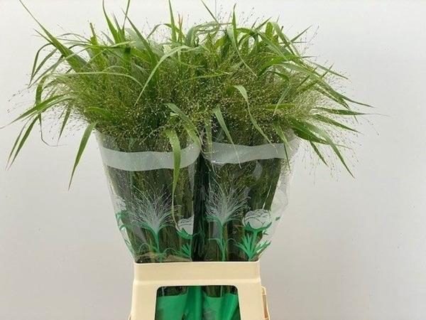 <h4>PANIC FOUNTAIN</h4>