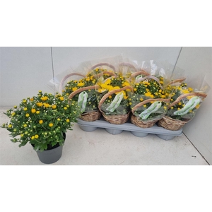 Chrysanthemum Indicum Grp overig