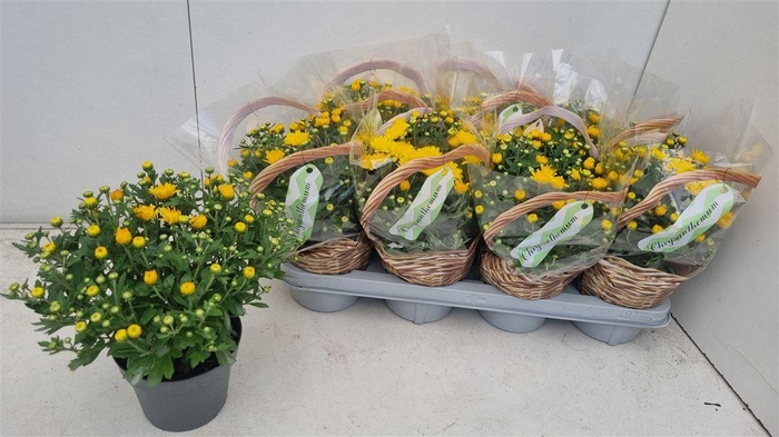 <h4>Chrysanthemum Indicum Grp overig</h4>
