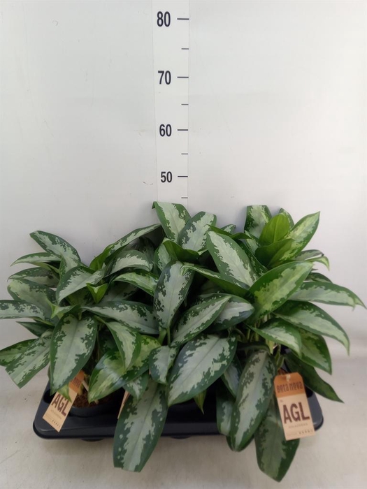 <h4>Aglaonema  'Jubilee'</h4>