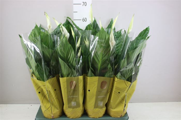 <h4>Spathiphyllum Sweet Ricardo</h4>