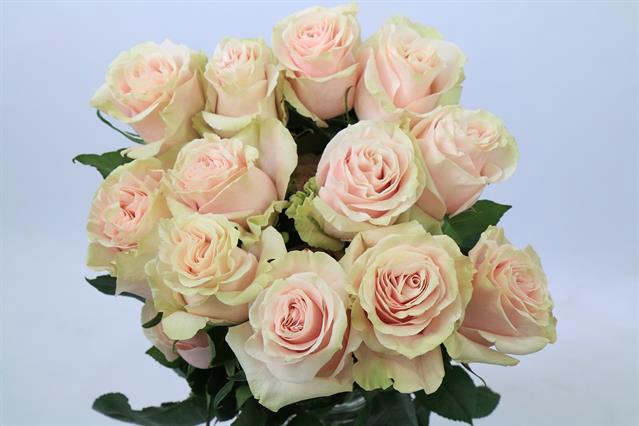 <h4>Rosa ec pink mondial</h4>