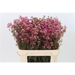 Chamelauc Sarahs Delight