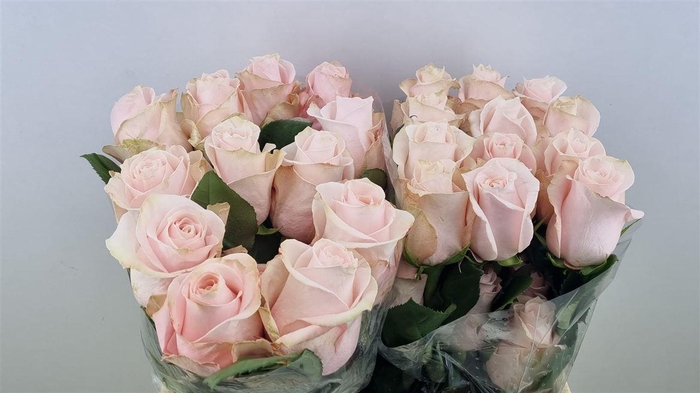 <h4>R Gr Pomarosa Ll</h4>