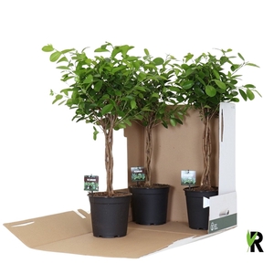 Ficus micr. Moclame gevlochten stam in fust 352