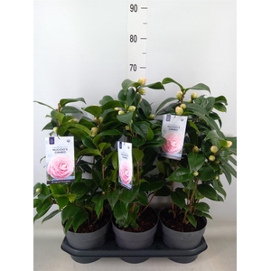 Camellia japonica 'Miss Lyla'