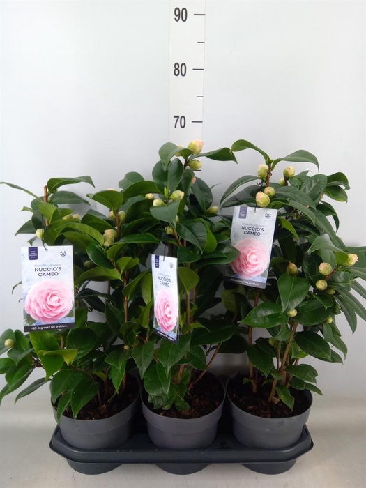 <h4>Camellia japonica 'Miss Lyla'</h4>