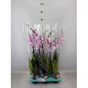 Phalaenopsis   ...