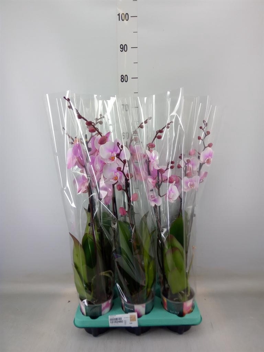<h4>Phalaenopsis   ...</h4>