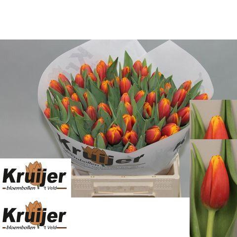 <h4>TU EN TROPICANA</h4>