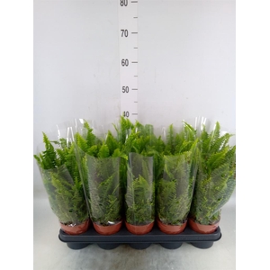 Nephrolepis exal. 'Green Lady'