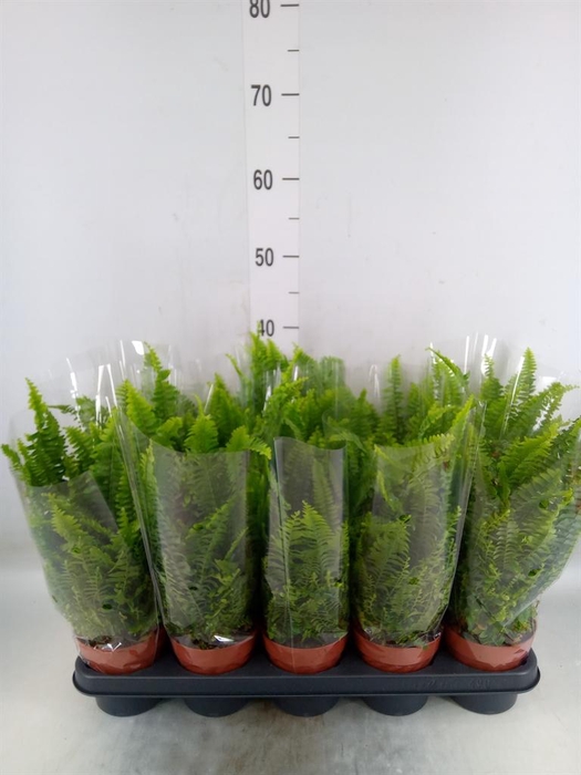 <h4>Nephrolepis exal. 'Green Lady'</h4>