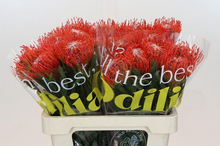 <h4>Nutans Tango</h4>