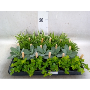Planten  ..mix