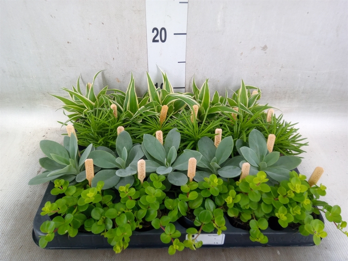 <h4>Planten  ..mix</h4>