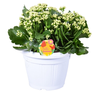 Hello Summer Kalanchoe Blossfeldiana in Patiopot Wit