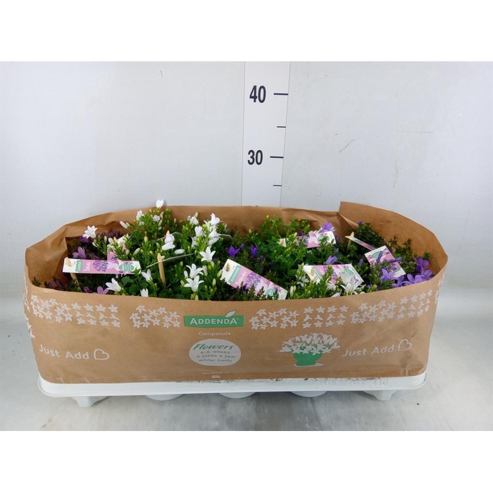 <h4>Campanula   ...</h4>