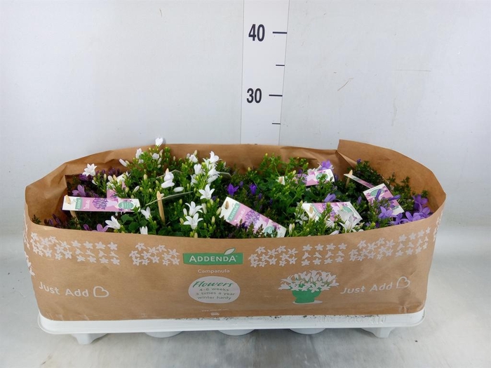 <h4>Campanula   ...</h4>