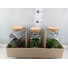 Arr.   Planten H%