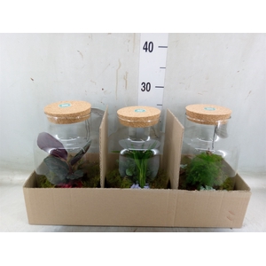 Arr.   Planten H%