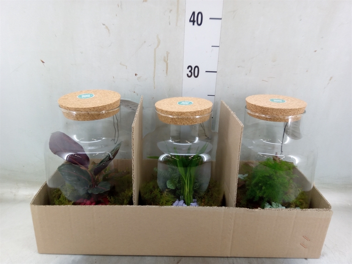 <h4>Arr.   Planten H%</h4>