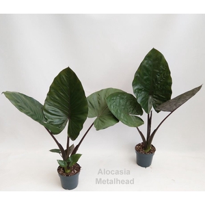 Alocasia