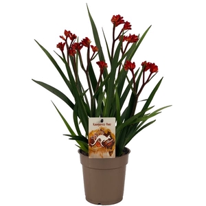 Anigozanthos Beauty Red®