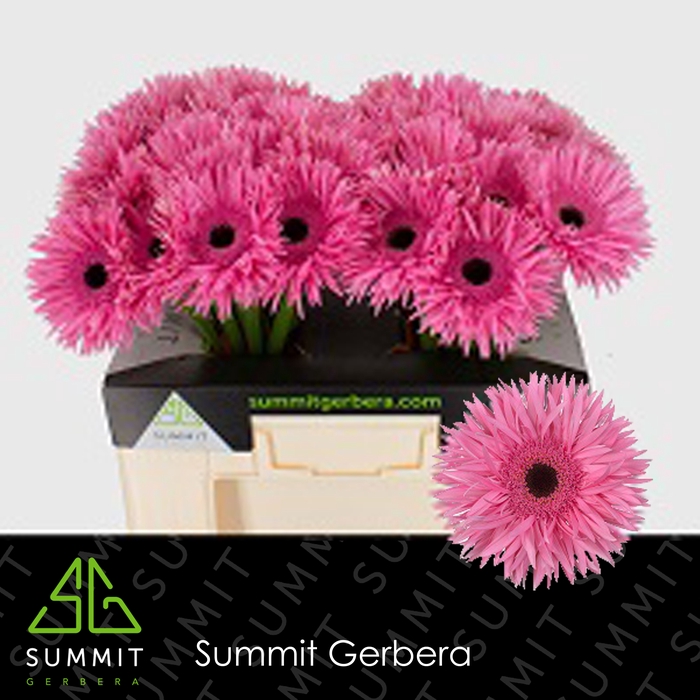 <h4>Gerbera Spider Amazing Water</h4>