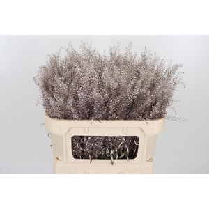 Lepidium Kl Bh Champagne