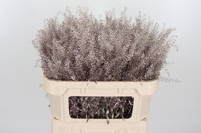 <h4>Lepidium Kl Bh Champagne</h4>