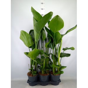 Strelitzia nicolai