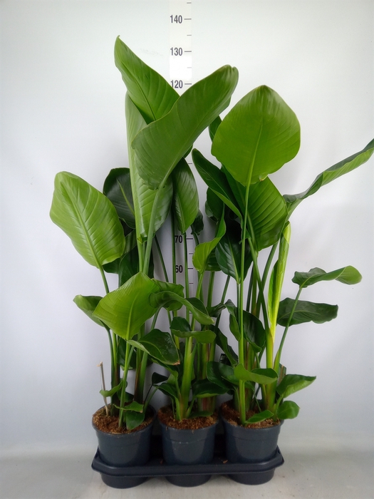 <h4>Strelitzia nicolai</h4>