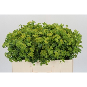 Bupleurum Griffithii