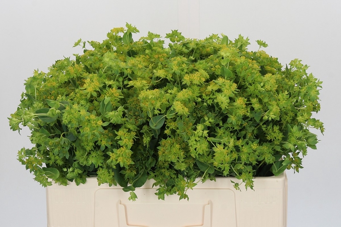 <h4>Bupleurum Griffithii</h4>